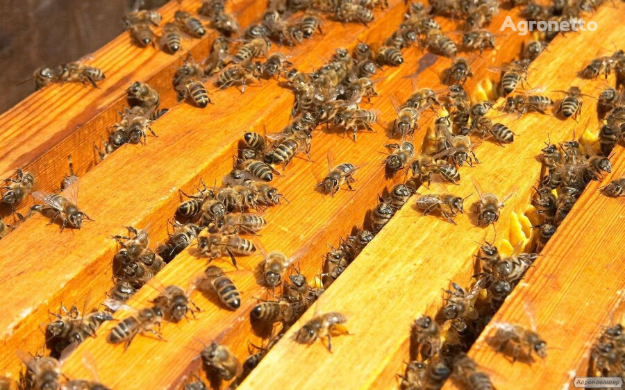 Bijenpakketten van het Karpatenras van hoge kwaliteit in 2021